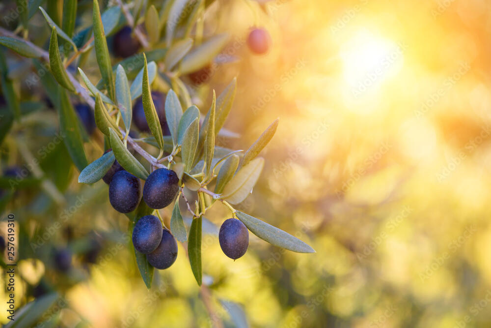 Test-Beitrag lorem ipsum 3